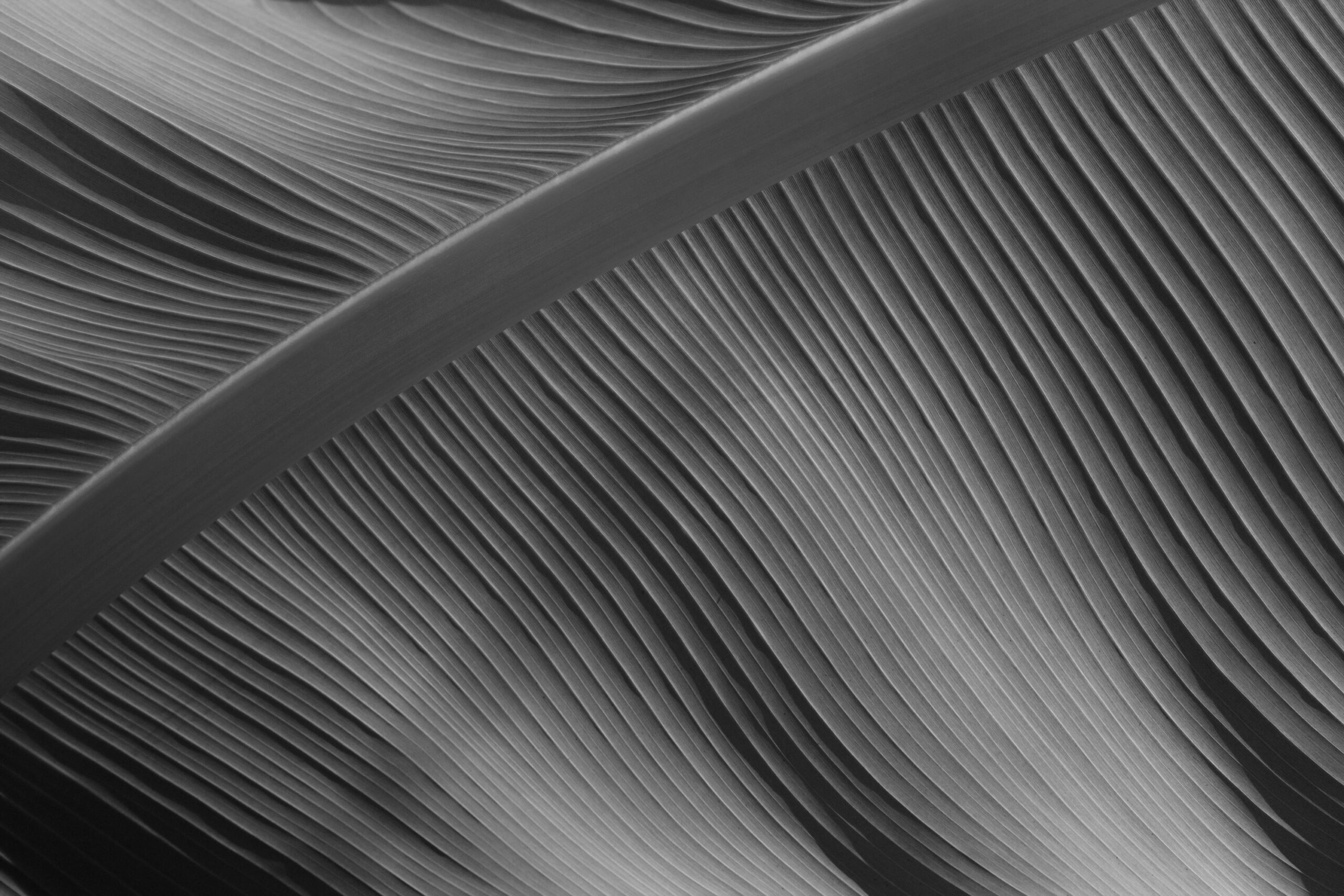 Close-up of a monochrome feather, showcasing delicate, flowing lines and intricate texture. The overlapping strands create a sense of movement and harmony.